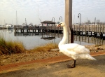 Swan in Manhasset Bay