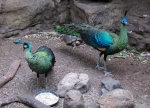Peacocks at CPZ