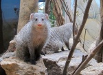 Mongooses or Mongeese? At CPZ