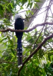 Bird in the Tropic Zone at CPZ